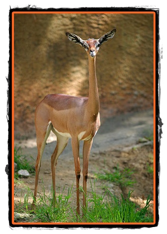 Gazela girafa